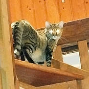 Mystique a rejoint le concours — aidez-le/la à gagner de superbes lots ! cat, tabby, wooden_stairs, indoor, pet, animal, feline, glowing_eyes, blur, staircase, wood_panels, house, domestic_animal, curious, looking, standing, brown, striped, whiskers, ears