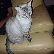 éverest a rejoint le concours — aidez-le/la à gagner de superbes lots ! cat, striped_cat, red_eye, leather_couch, beige_couch, indoor, pet, feline, sitting, animal, person_partial, black_shirt, tail, fur, paw, home, furniture, tile_floor, blur, flash