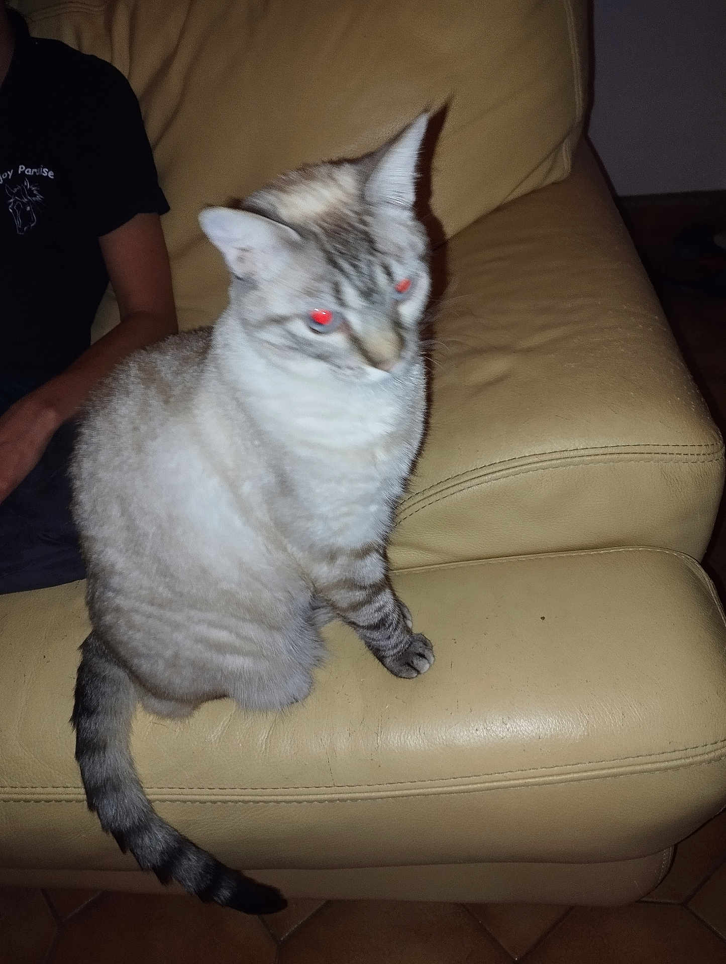 éverest a rejoint le concours — aidez-le/la à gagner de superbes lots ! cat, striped_cat, red_eye, leather_couch, beige_couch, indoor, pet, feline, sitting, animal, person_partial, black_shirt, tail, fur, paw, home, furniture, tile_floor, blur, flash