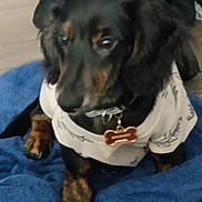 Whiskey joined the competition — help win amazing prizes! animal, black_dog, blanket, blue_blanket, bone_shaped_tag, brown_dog, canine, clothing, collar, companion, cute, dog, domestic_animal, fur, indoor, paw, pet, shirt, sitting, tag