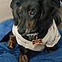 animal, black_dog, blanket, blue_blanket, bone_shaped_tag, brown_dog, canine, clothing, collar, companion, cute, dog, domestic_animal, fur, indoor, paw, pet, shirt, sitting, tag