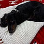 Whiskey joined the competition — help win amazing prizes! animal, black_dog, blanket, closeup, collar, companion, cozy, cute, dog, domestic_animal, fur, indoor, lying_down, patterned_blanket, pet, red_background, resting, sleepy, soft_texture, white_blanket