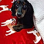 Whiskey is registered to the contest to win money with this photo: animal, black_dog, blanket, comfort, covered, cozy, cute, dog, fur, home, indoor, looking_up, patterned_blanket, pet, puppy, red_blanket, resting, small_dog, soft_texture, tan_markings