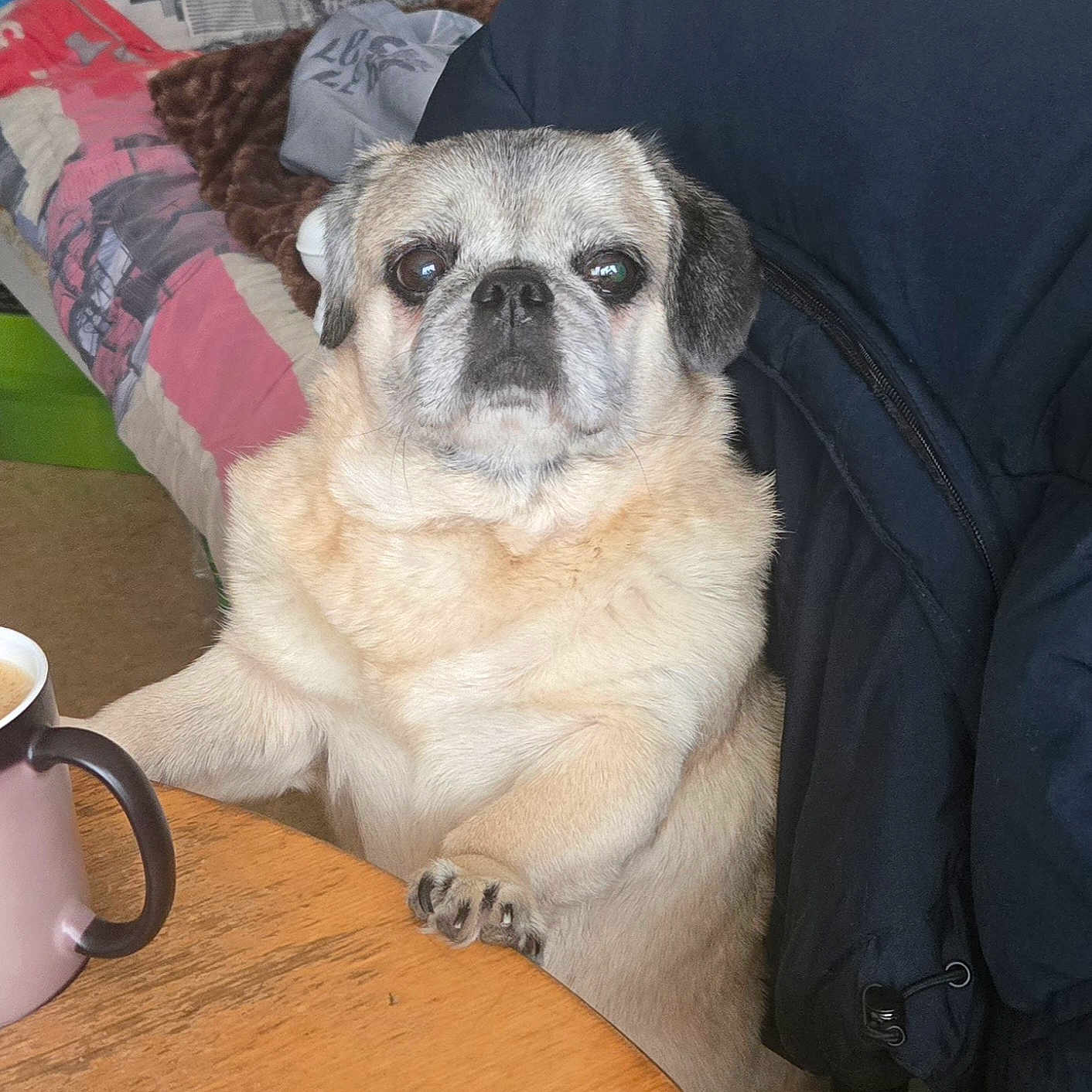 Câline participe au concours pour gagner de l'argent avec cette photo : animal, blanket, companion, cozy, cute, dog, domestic, expression, face, fur, furniture, indoor, jacket, mug, paw, pet, pug, resting, table, wooden_table