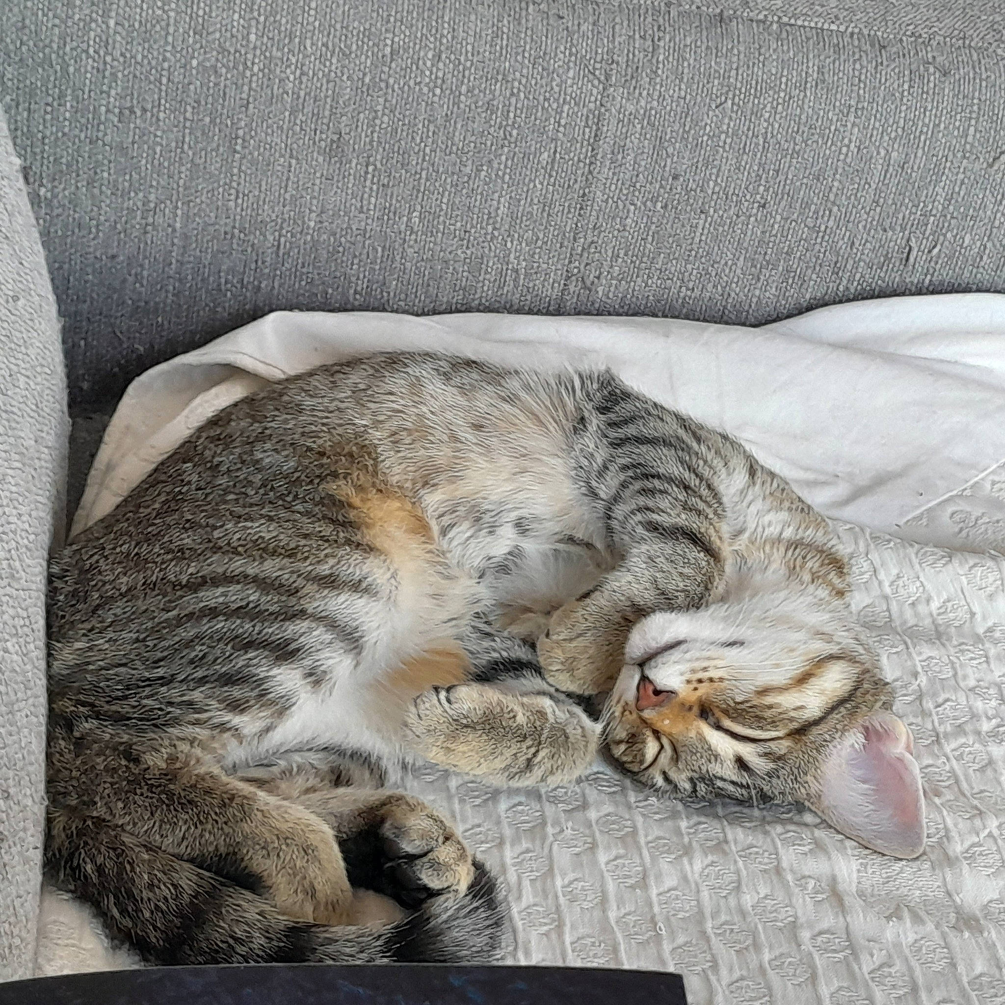 Mélusine participe au concours pour gagner de l'argent avec cette photo : carnivore, cat, claw, comfort, domestic_short_haired_cat, felidae, fur, grey, linens, nap, paw, sleep, small_to_medium_sized_cats, snout, tail, terrestrial_animal, textile, whiskers