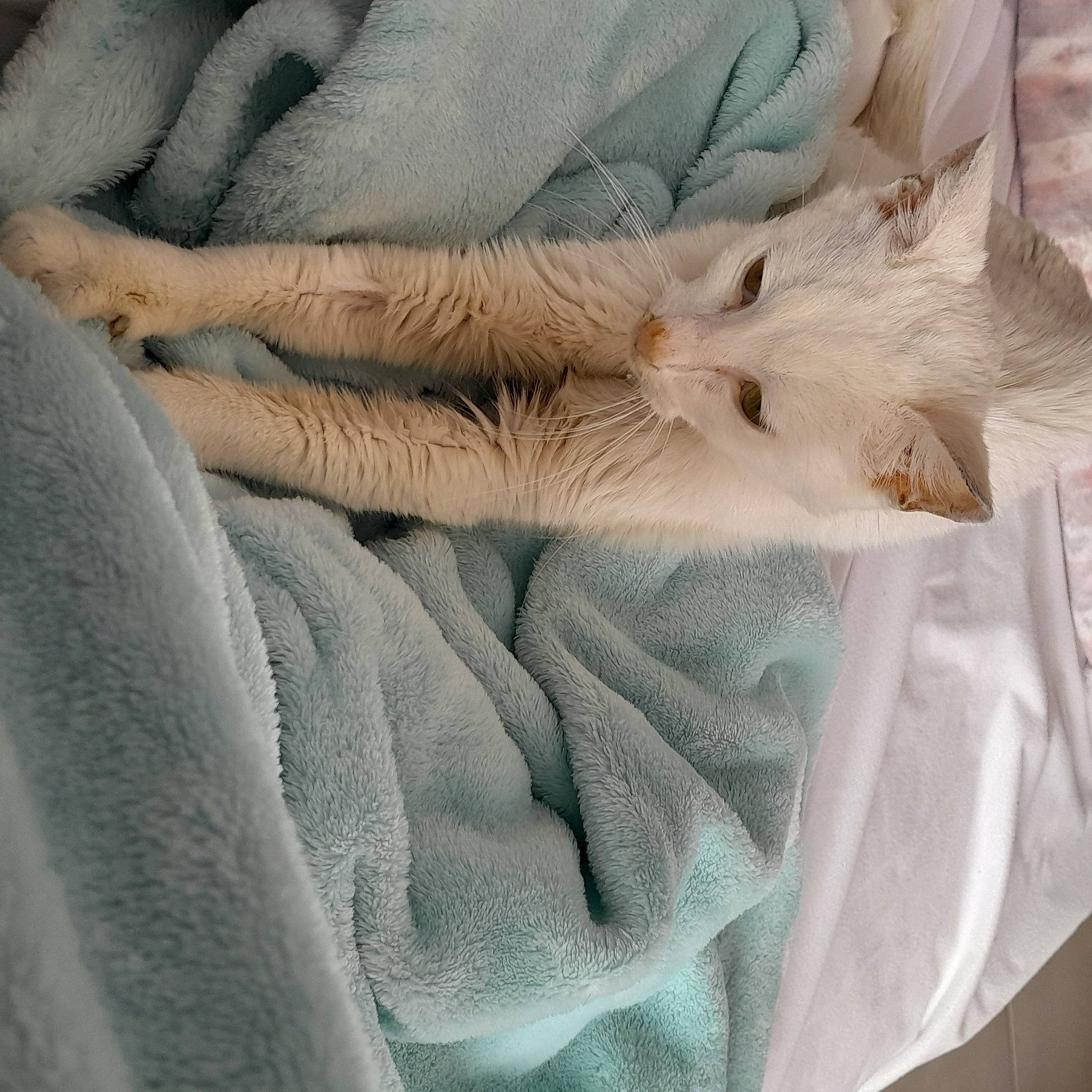 Vénus a rejoint le concours — aidez-le/la à gagner de superbes lots ! bed_sheet, bedding, blanket, carnivore, comfort, fawn, feather, felidae, fur, grey, linens, pattern, paw, peach, small_to_medium_sized_cats, tail, whiskers, wood, wool