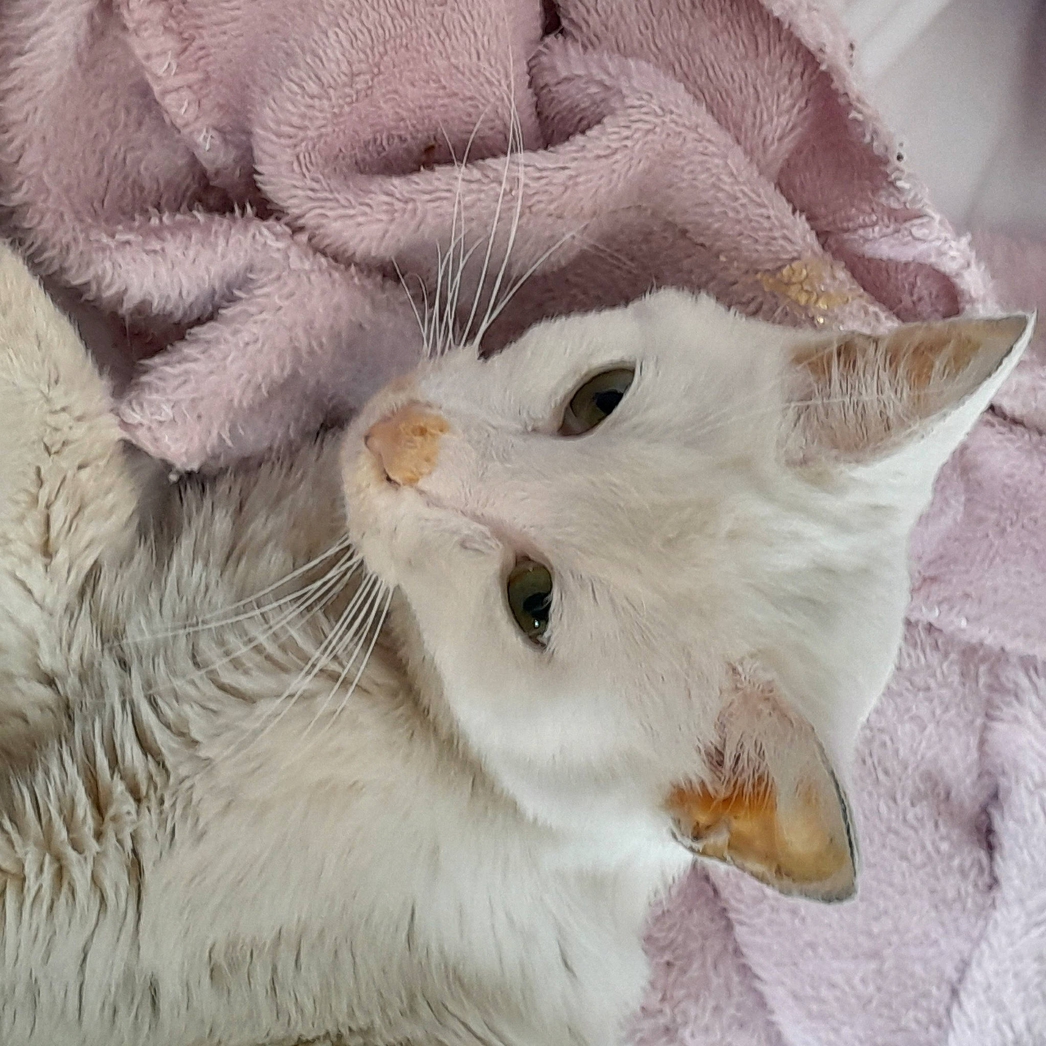 Vénus participe au concours pour gagner de l'argent avec cette photo : carnivore, cat, claw, felidae, fur, paw, small_to_medium_sized_cats, tail, whiskers