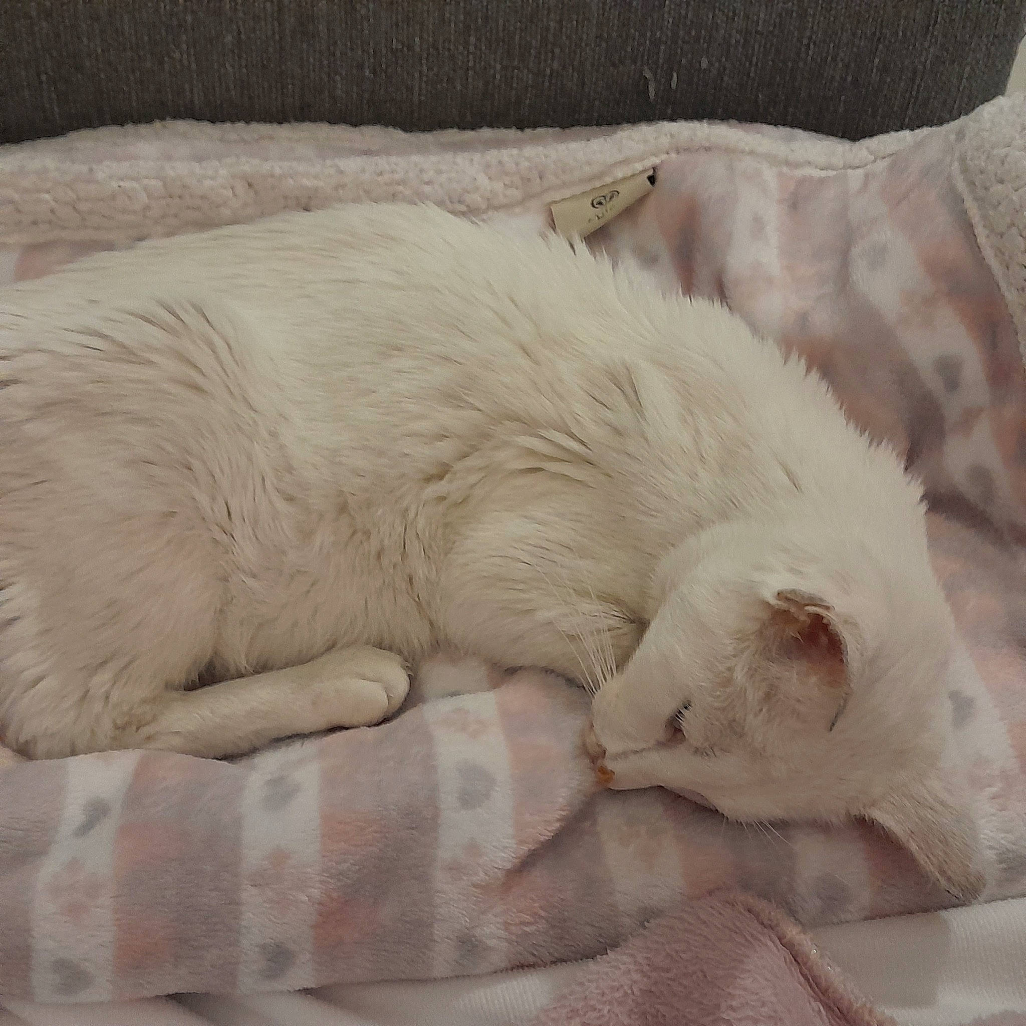 Vénus a rejoint le concours — aidez-le/la à gagner de superbes lots ! bedding, carnivore, cat, claw, comfort, domestic_short_haired_cat, duvet, fawn, felidae, fur, linens, nap, paw, sleep, small_to_medium_sized_cats, snout, tail, terrestrial_animal, whiskers