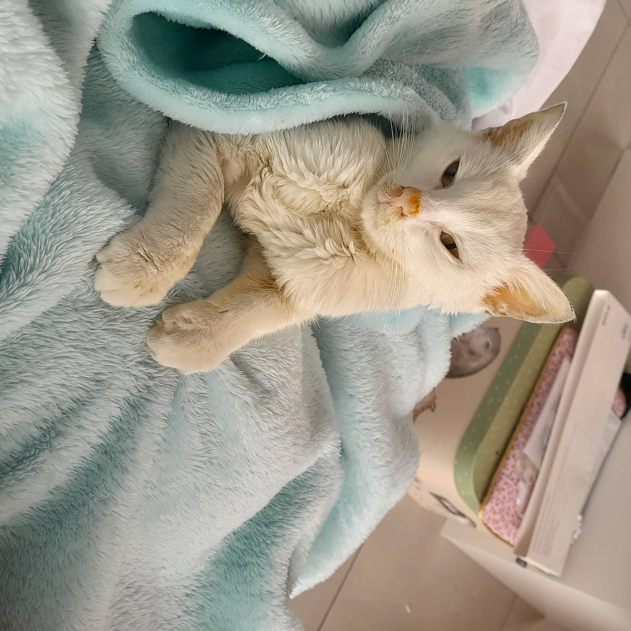 Vénus a rejoint le concours — aidez-le/la à gagner de superbes lots ! carnivore, cat, comfort, fawn, felidae, fur, grey, hat, human_leg, leg, linens, outerwear, paw, shoe, small_to_medium_sized_cats, stuffed_toy, tail, textile, whiskers, wool