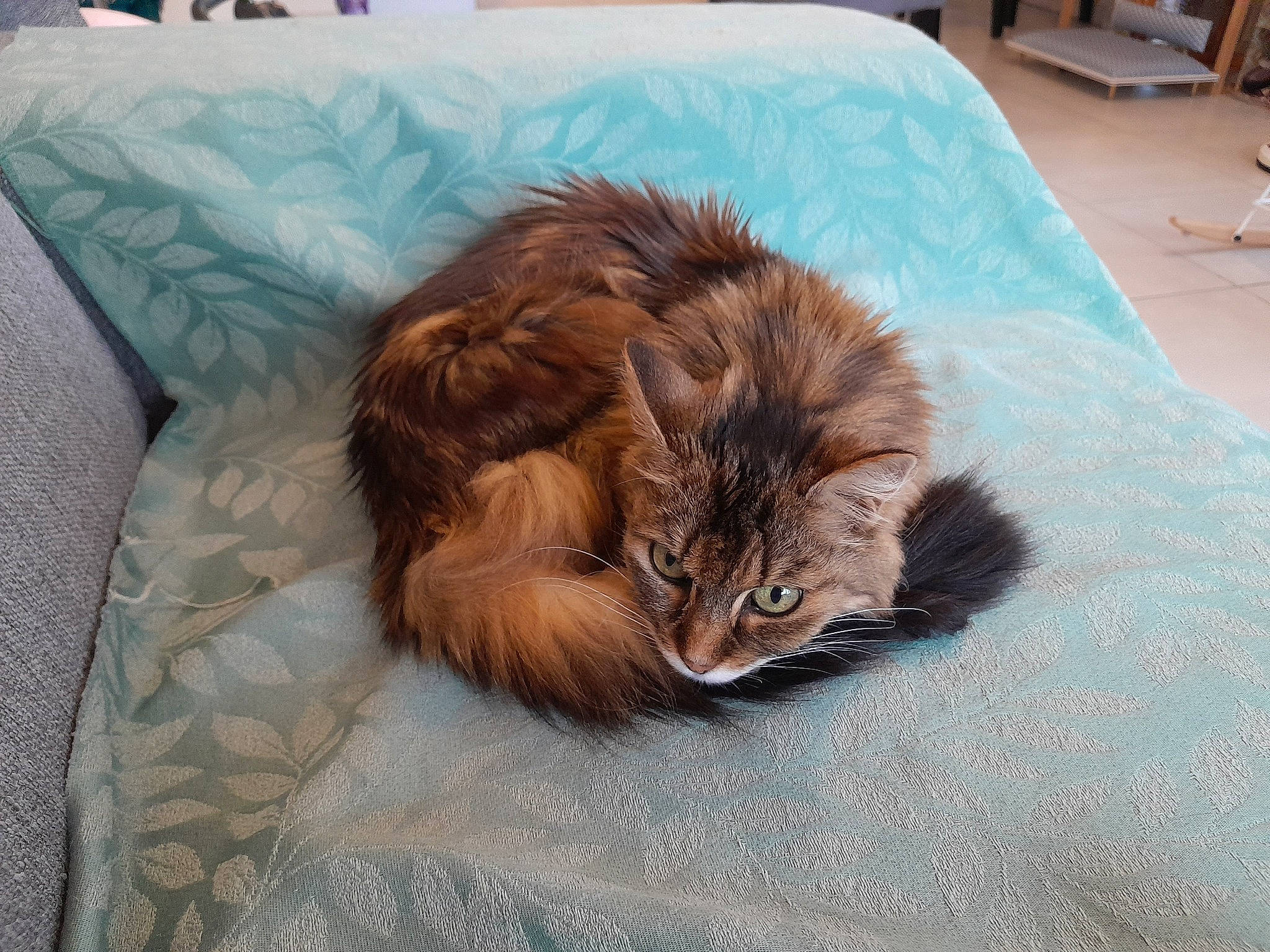 Maia a rejoint le concours — aidez-le/la à gagner de superbes lots ! british_longhair, canidae, carnivore, cat, cat_supply, comfort, companion_dog, dog_breed, domestic_short_haired_cat, fawn, felidae, fur, liver, maine_coon, natural_material, small_to_medium_sized_cats, sporting_group, tail, terrestrial_animal, whiskers