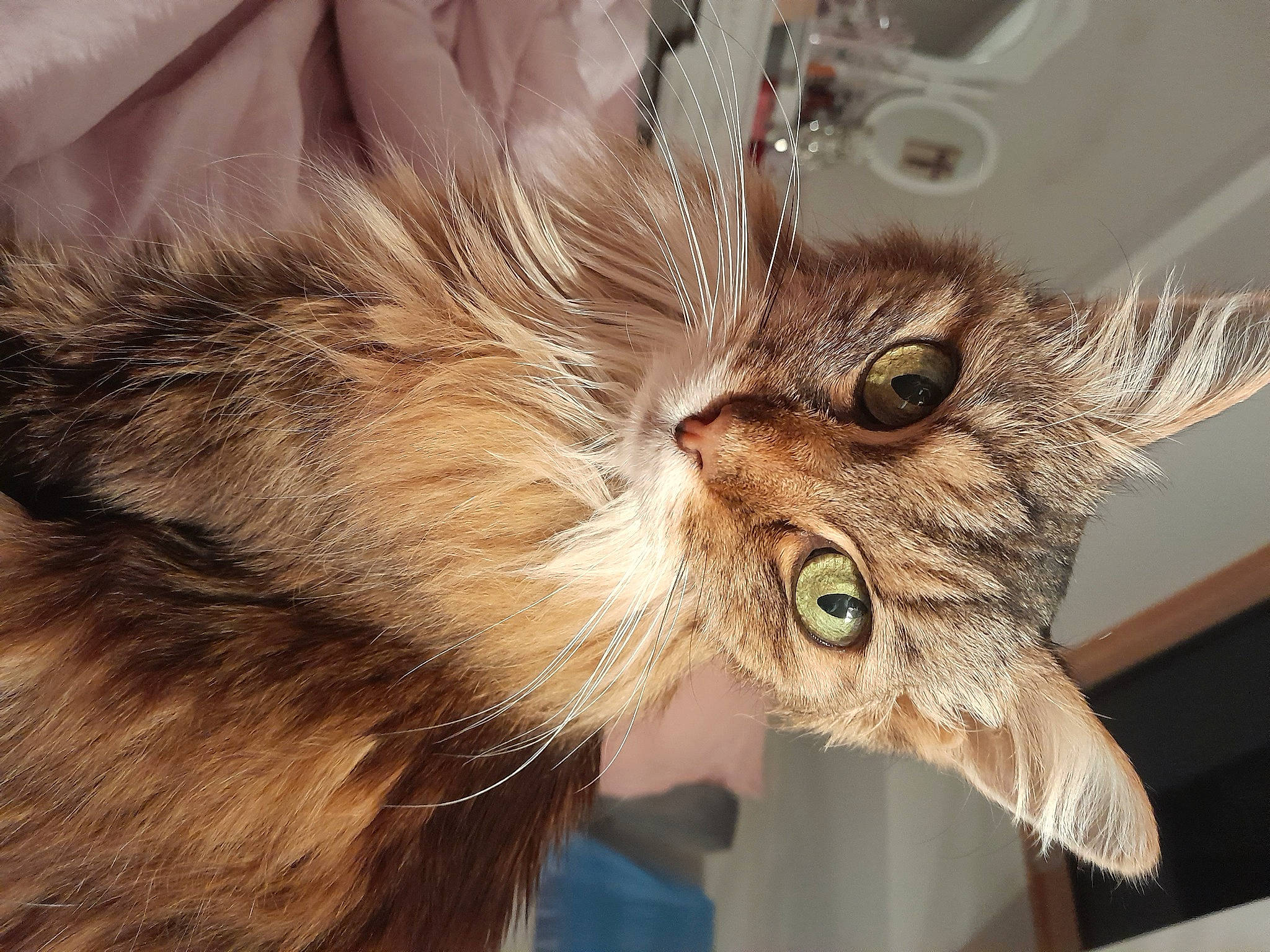 Maia a rejoint le concours — aidez-le/la à gagner de superbes lots ! carnivore, cat, claw, close_up, ear, eye, eyelash, fawn, feather, felidae, fur, plant, small_to_medium_sized_cats, snout, tail, terrestrial_animal, whiskers, wildlife