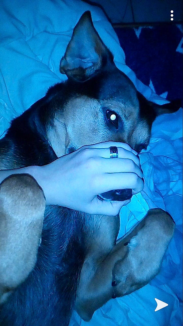 Maya a rejoint le concours — aidez-le/la à gagner de superbes lots ! blue, canidae, carnivore, dog, dog_breed, jaw, snout, wolfdog