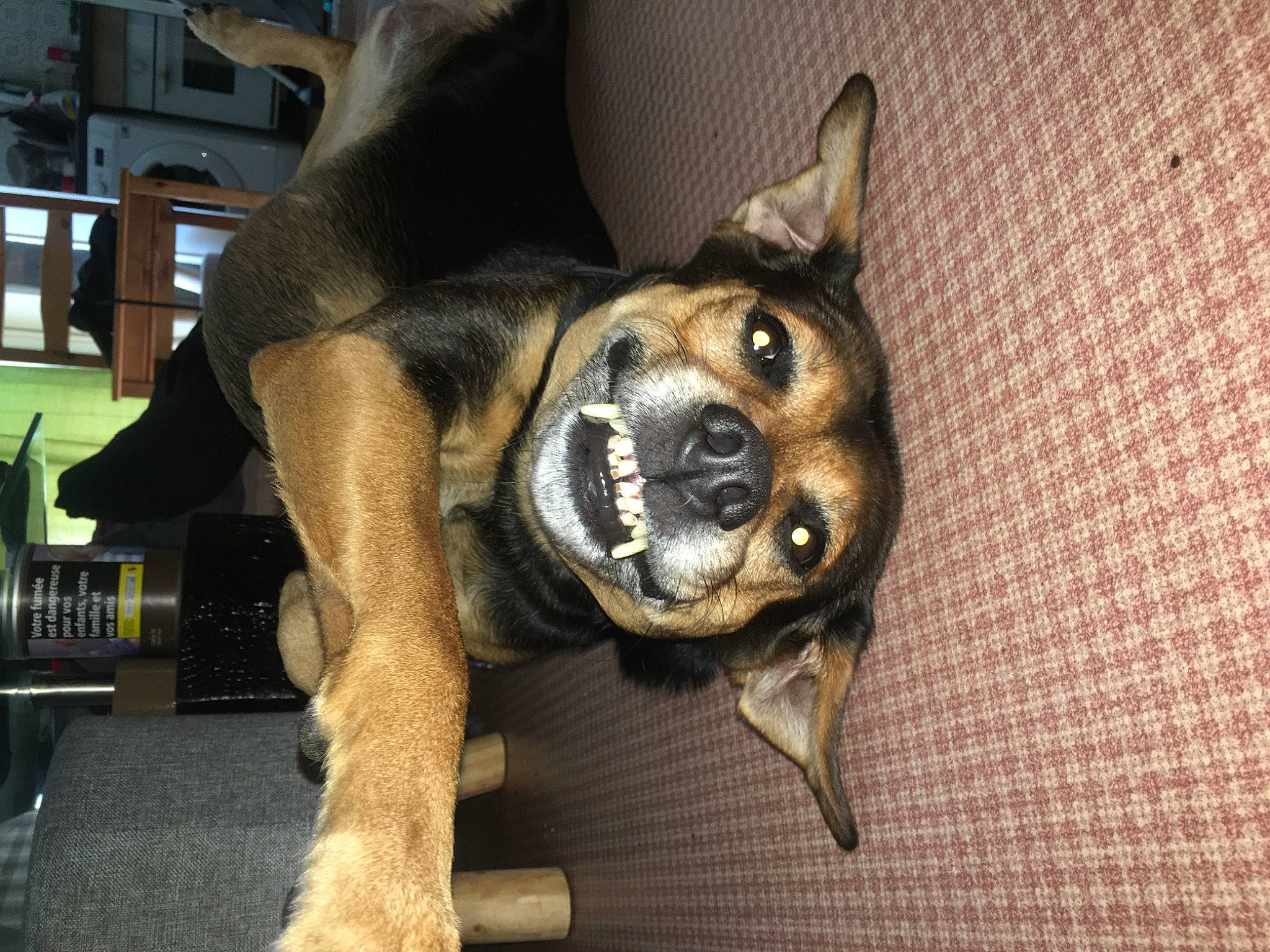 Maya a rejoint le concours — aidez-le/la à gagner de superbes lots ! canidae, carnivore, dog, dog_breed, fawn, guard_dog, jaw, non_sporting_group, police_dog, puppy, snout, sporting_group