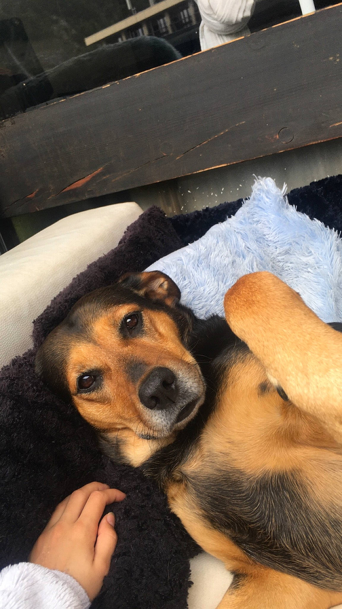 Maya a rejoint le concours — aidez-le/la à gagner de superbes lots ! canidae, carnivore, companion_dog, dog, dog_breed, fawn, nose, photography, puppy_love, selfie, snout, sporting_group