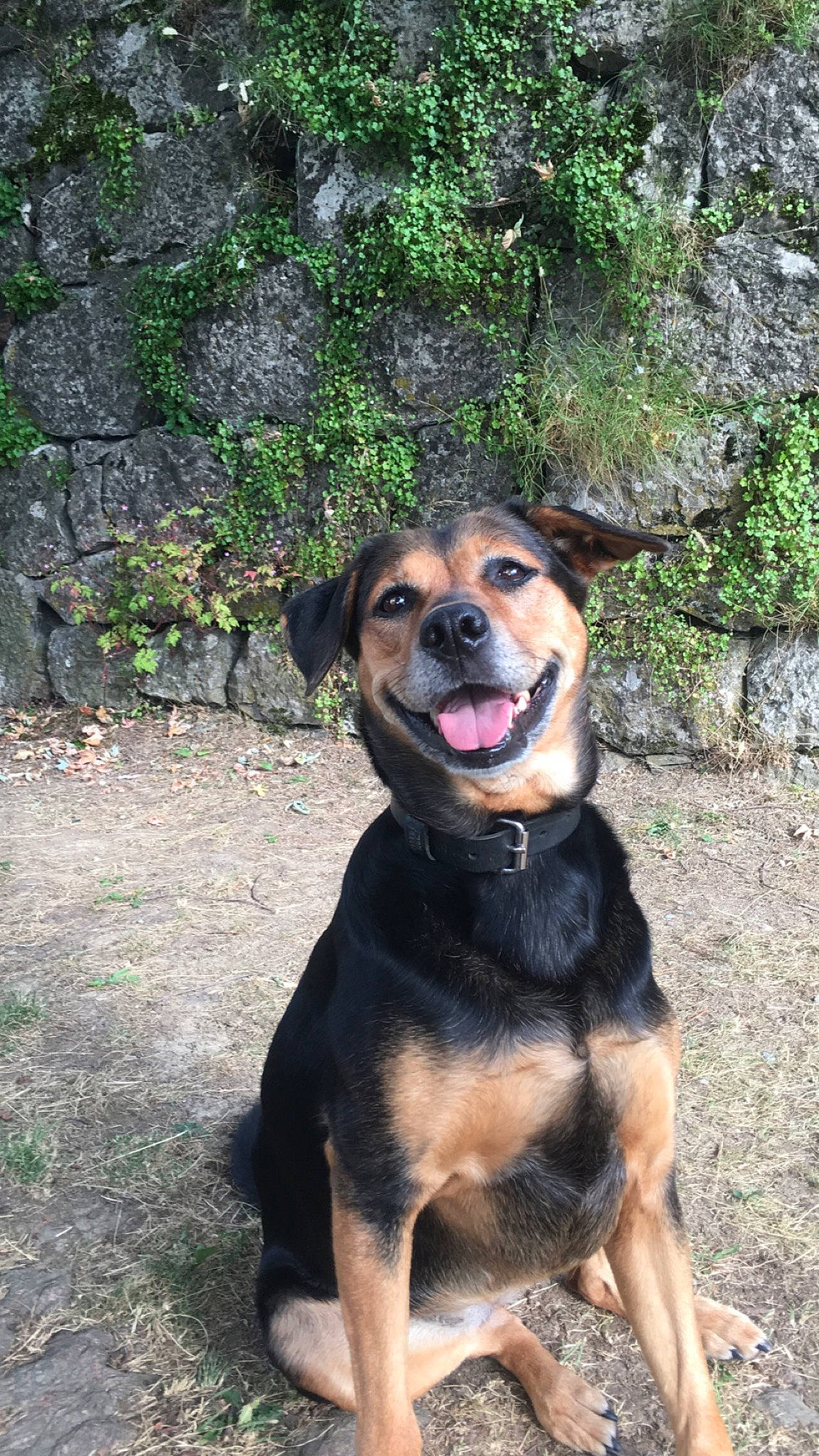 Maya participe au concours pour gagner de l'argent avec cette photo : black_and_tan_terrier, canidae, carlin_pinscher, carnivore, dog, dog_breed, fawn, huntaway, hunting_dog, mammal, rare_breed_dog, vertebrate