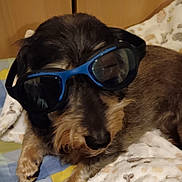 Rosie participe au concours pour gagner de l'argent avec cette photo : dog, sunglasses, pet, animal, blanket, resting, fur, cute, indoors, cozy, brown, black, face, nostrils, paw, relaxed, companion, funny, wearing, accessory