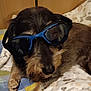dog, sunglasses, pet, animal, blanket, resting, fur, cute, indoors, cozy, brown, black, face, nostrils, paw, relaxed, companion, funny, wearing, accessory