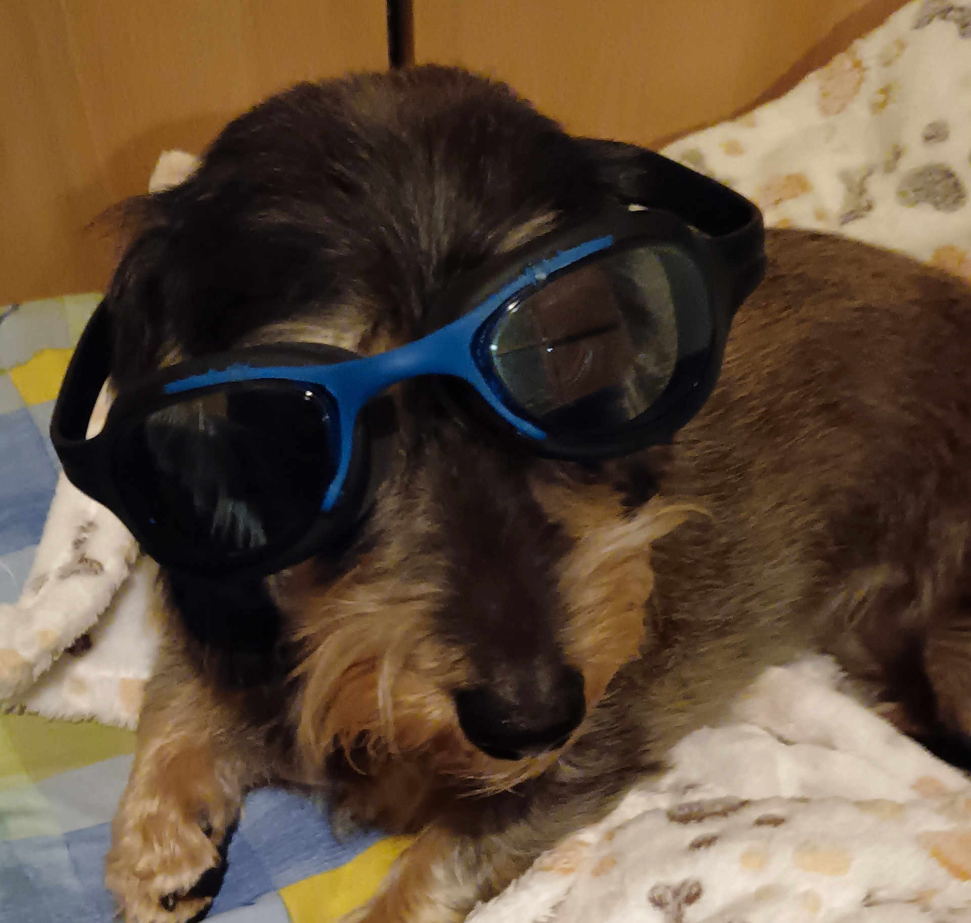 Rosie participe au concours pour gagner de l'argent avec cette photo : dog, sunglasses, pet, animal, blanket, resting, fur, cute, indoors, cozy, brown, black, face, nostrils, paw, relaxed, companion, funny, wearing, accessory