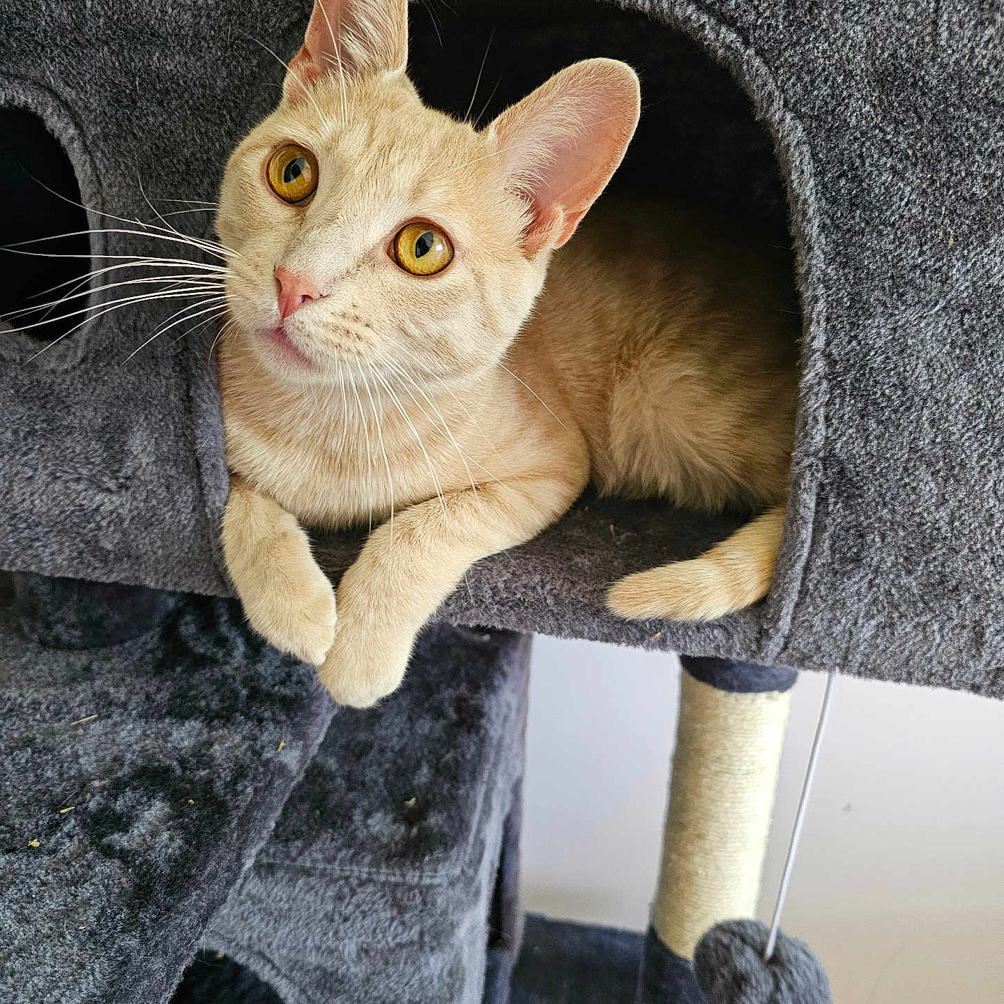 Sparkles is registered to the contest to win money with this photo: abyssinian, alloywheel, angora, animal, blanket, car, cat, chair, cushion, den, furniture, homedecor, indoors, kitten, manx, pet, plush, siamese, towel, toy