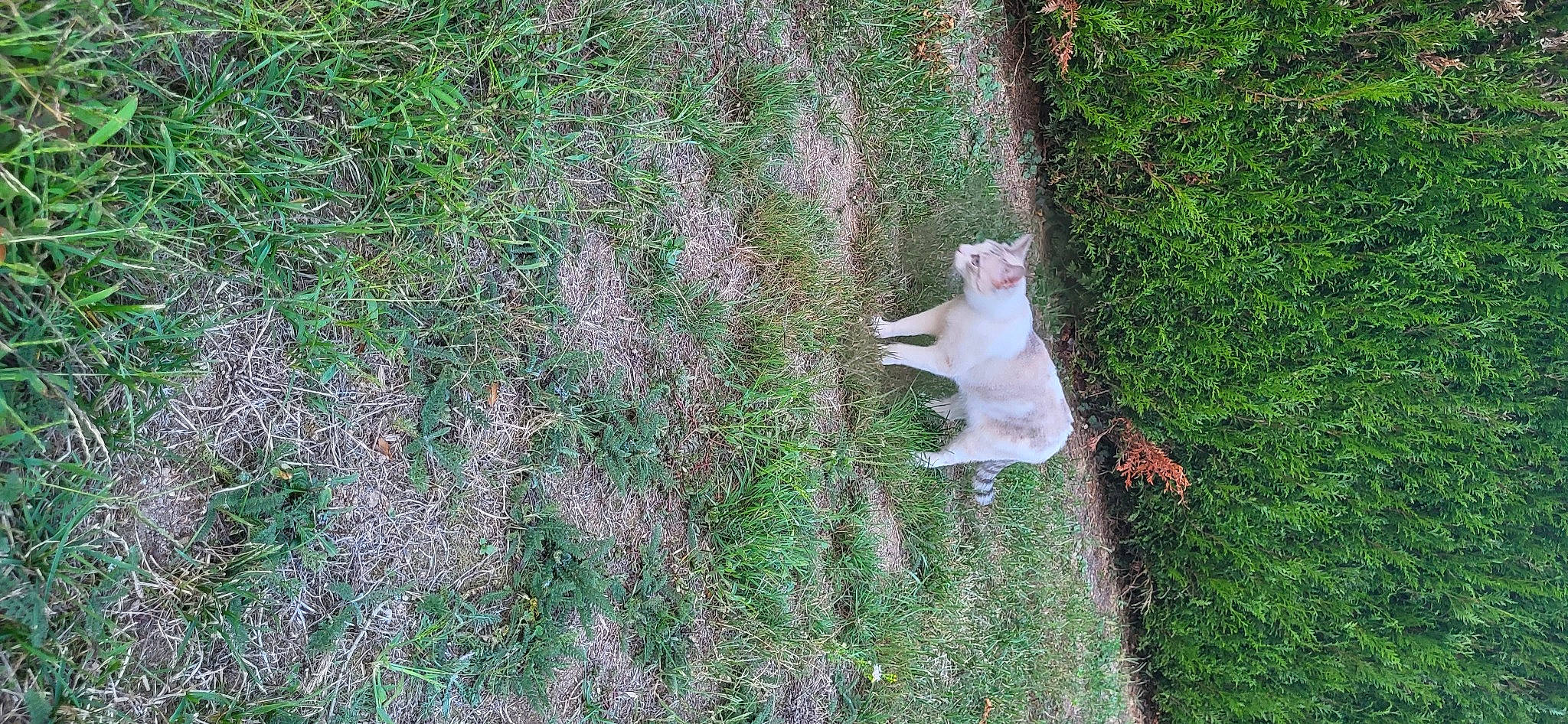 Tichat a rejoint le concours — aidez-le/la à gagner de superbes lots ! fawn, forest, fur, grass, grass_family, grassland, groundcover, landscape, leaf, pasture, plant, shrub, soil, sporting_group, tail, tree, trunk, vegetation, wildlife, wood