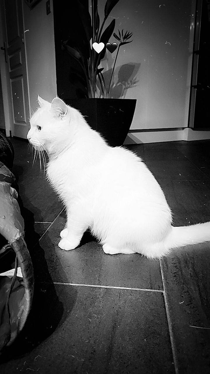 Bounty a rejoint le concours — aidez-le/la à gagner de superbes lots ! black, black_and_white, carnivore, cat, door, felidae, flooring, flowerpot, fur, monochrome, monochrome_photography, paw, plant, small_to_medium_sized_cats, snout, style, tail, tints_and_shades, whiskers, white