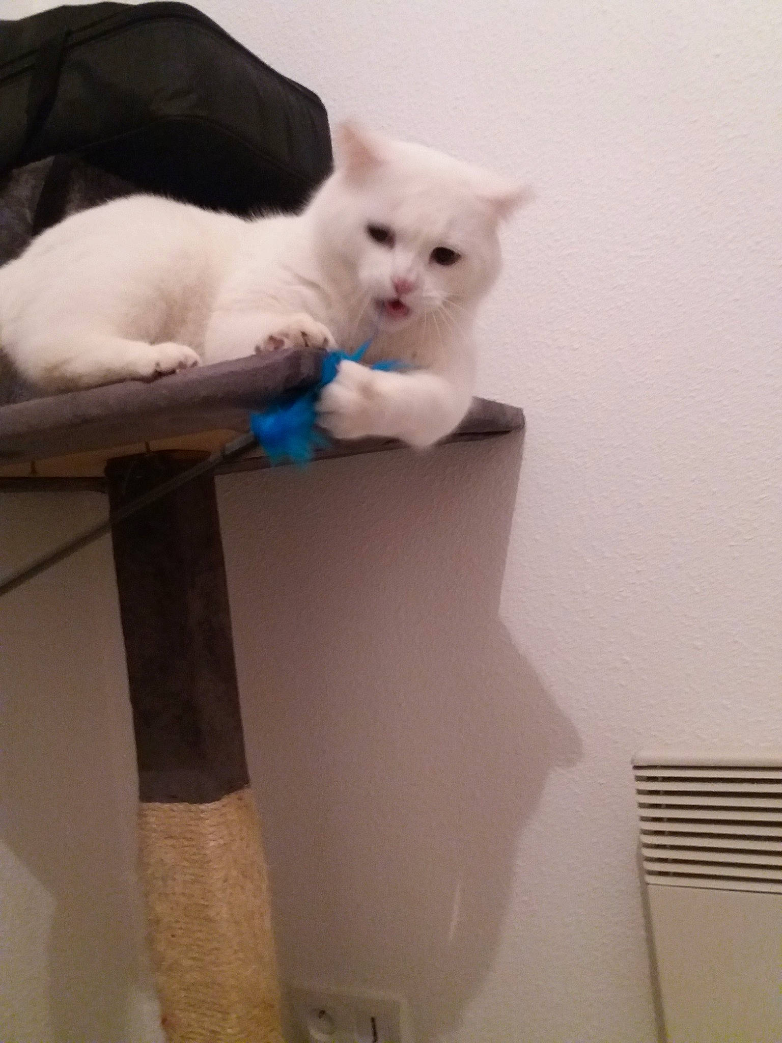 Bounty participe au concours pour gagner de l'argent avec cette photo : british_shorthair, burmilla, carnivore, cat, colorpoint_shorthair, domestic_short_haired_cat, felidae, fur, khao_manee, kitten, ojos_azules, persian, person, ragdoll, small_to_medium_sized_cats, tail, turkish_angora, turkish_van, whiskers, white