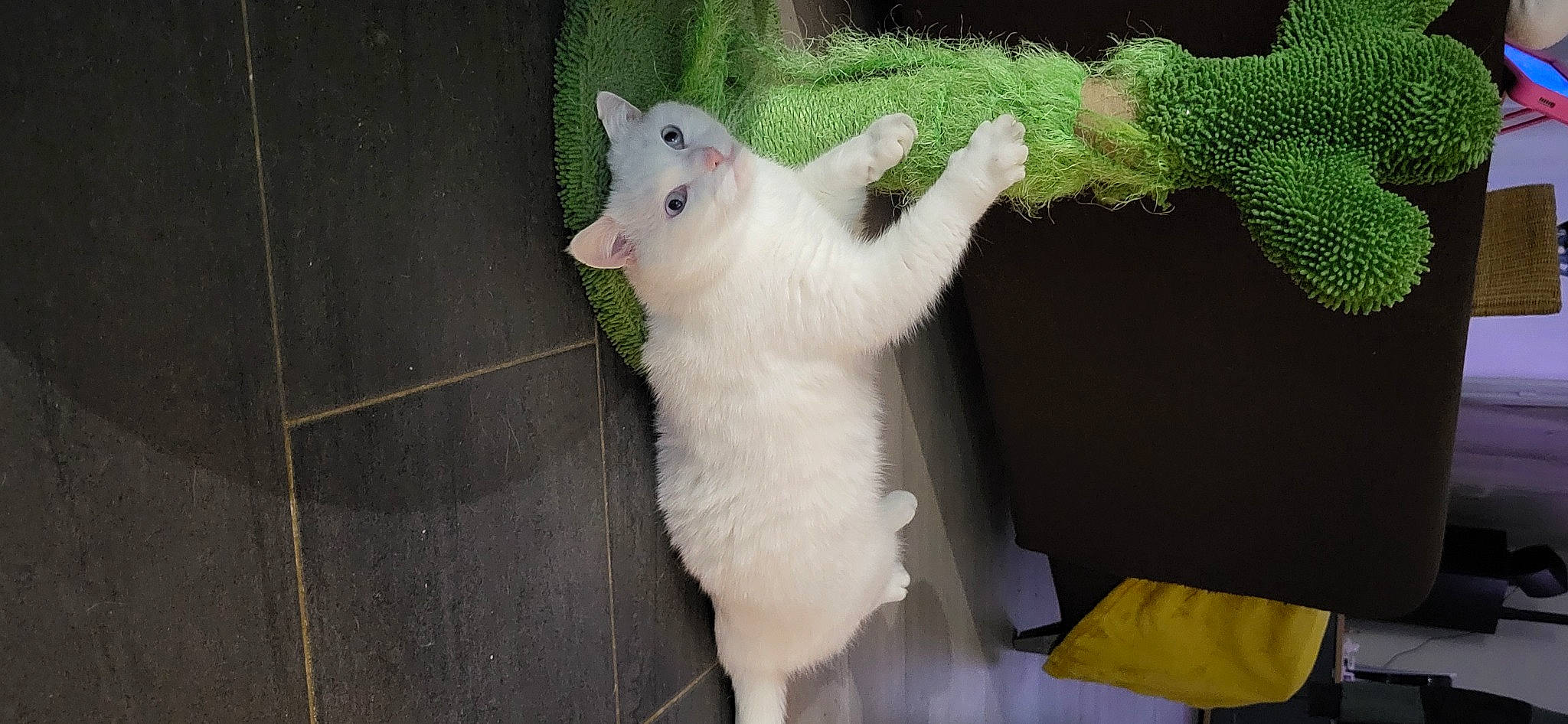 Bounty participe au concours pour gagner de l'argent avec cette photo : canidae, carnivore, cat, claw, domestic_short_haired_cat, fawn, felidae, fur, marsupial, paw, small_to_medium_sized_cats, snout, tail, terrestrial_animal, whiskers