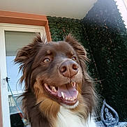 Lemon participe au concours pour gagner de l'argent avec cette photo : dog, brown_dog, happy, tongue_out, close_up, outdoor, pet, canine, smiling_dog, door, glass_door, greenery, plants, statue, decor, fence, fur, friendly, animal, companion