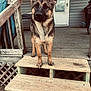 alert, animal, black, brown, canine, companion, dog, domestic, door, ears, fur, german_shepherd, house, loyal, outdoor, paws, pet, porch, quiet, wooden_steps