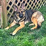 animal, black, brown, canine, daylight, dog, ears_up, fence, fur, garden, german_shepherd, grass, lawn, mammal, nature, outdoor, pet, portrait, relaxed, resting