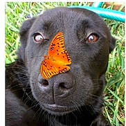 Jetty is registered to the contest to win money with this photo: dog, black_dog, butterfly, orange_butterfly, nose, close_up, grass, outdoor, animal, pet, nature, insect, wildlife, face, cute, calm, still_life, macro, color_contrast, peaceful