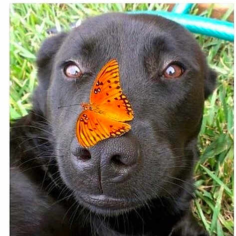 Jetty is registered to the contest to win money with this photo: dog, black_dog, butterfly, orange_butterfly, nose, close_up, grass, outdoor, animal, pet, nature, insect, wildlife, face, cute, calm, still_life, macro, color_contrast, peaceful