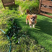 Never a rejoint le concours — aidez-le/la à gagner de superbes lots ! alert, animal, artificial_grass, daylight, dog, fence, fluffy, garden, grass, greenery, hose, nature, outdoor, pet, plants, shadows, small_dog, sunlight, wooden_bench, yard