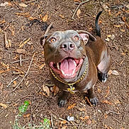 Iris joined the competition — help win amazing prizes! dog, brown_dog, canine, pet, forest_floor, leaves, twigs, outdoor, nature, happy, tongue_out, collar, gold_chain, animal, mammal, looking_up, playful, ears_flopped, smiling, ground