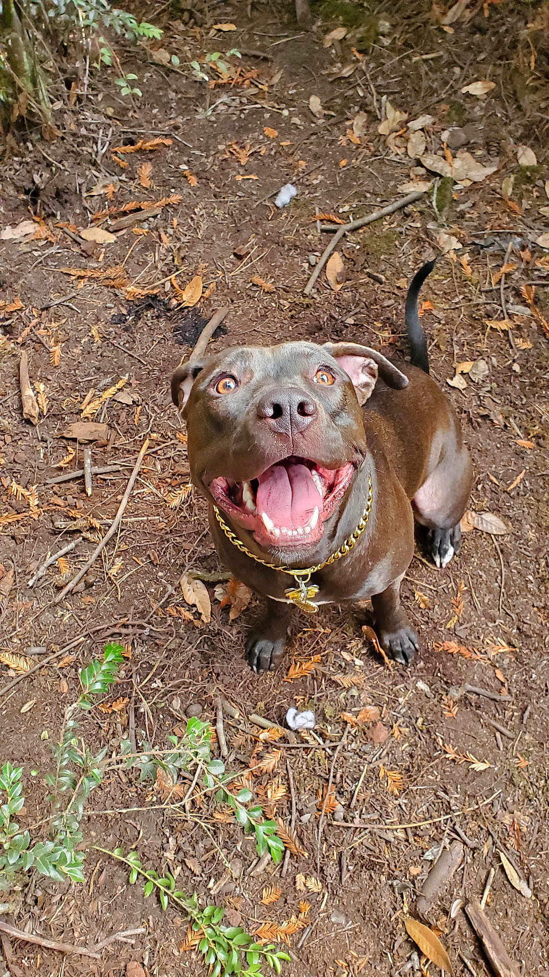 Iris joined the competition — help win amazing prizes! dog, brown_dog, canine, pet, forest_floor, leaves, twigs, outdoor, nature, happy, tongue_out, collar, gold_chain, animal, mammal, looking_up, playful, ears_flopped, smiling, ground