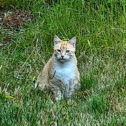 Prince is registered to the contest to win money with this photo: alert, animal, calm, cat, daylight, eyes, ferns, field, fur, grass, greenery, mammal, nature, outdoor, plant, quiet, sitting, whiskers, wilderness, wildlife