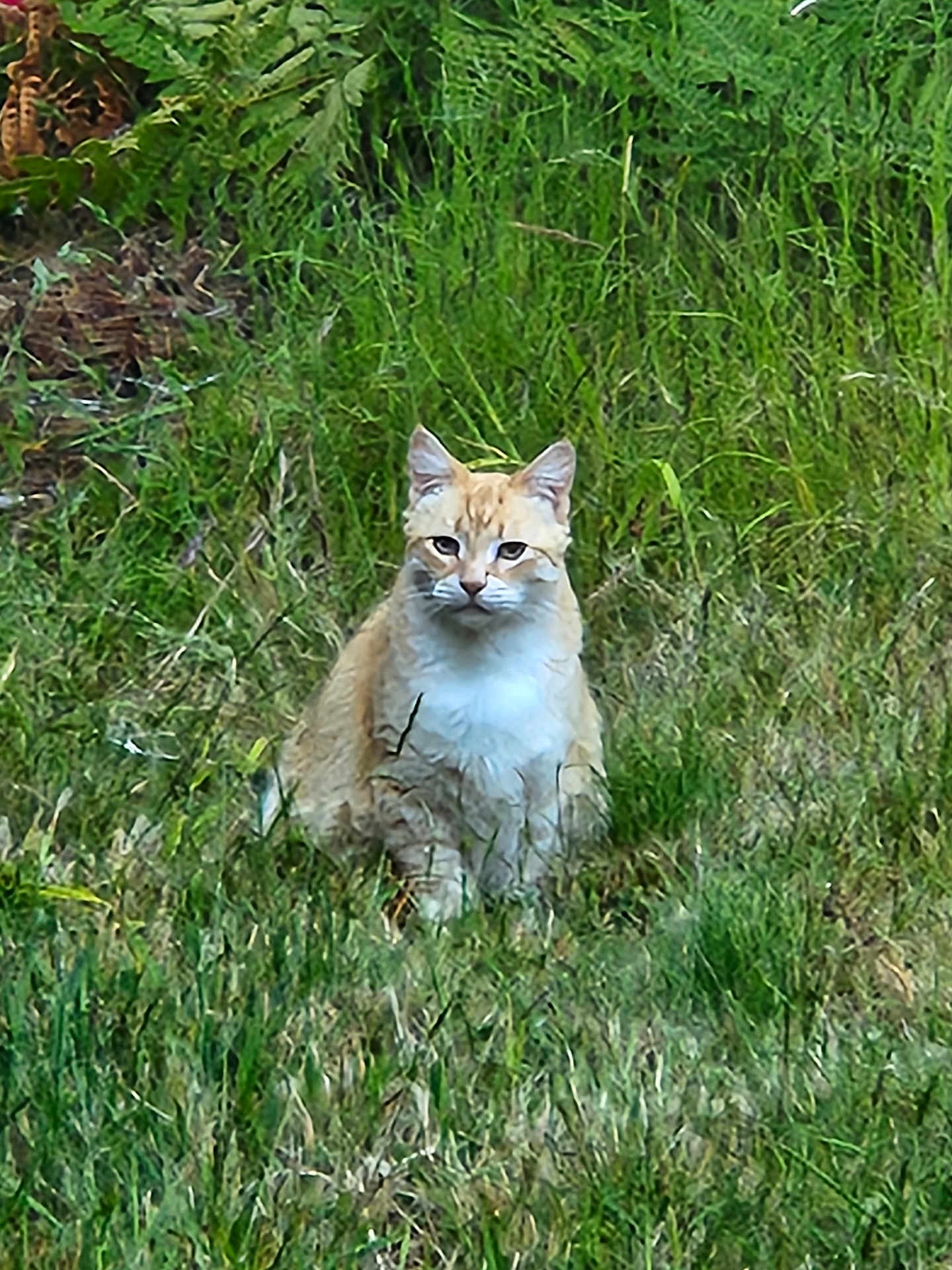 Prince is registered to the contest to win money with this photo: alert, animal, calm, cat, daylight, eyes, ferns, field, fur, grass, greenery, mammal, nature, outdoor, plant, quiet, sitting, whiskers, wilderness, wildlife