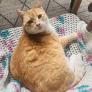 Prince joined the competition — help win amazing prizes! animal, blanket, cat, comfort, cozy, crochet, curious, cute, ears, furniture, home, indoor, looking_back, orange_tabby, paws, pet, relaxed, rug, tail, whiskers