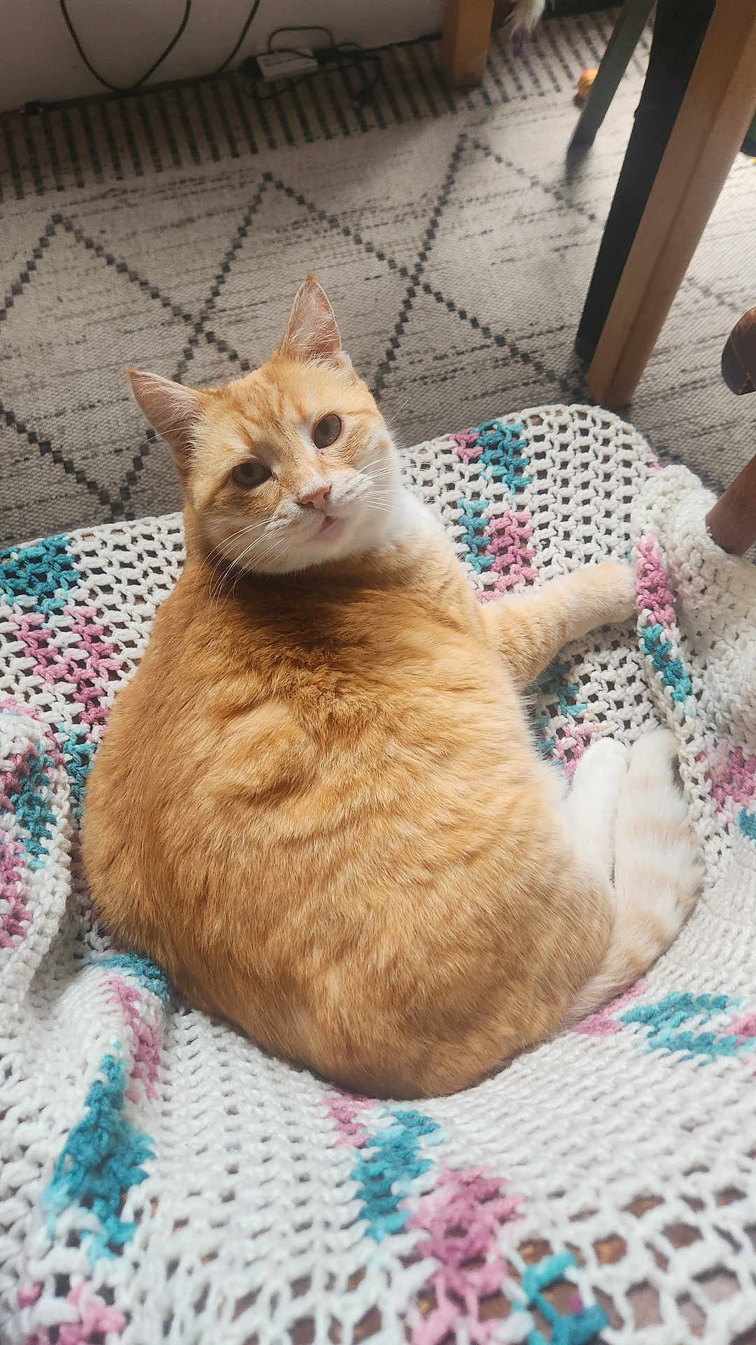 Prince joined the competition — help win amazing prizes! animal, blanket, cat, comfort, cozy, crochet, curious, cute, ears, furniture, home, indoor, looking_back, orange_tabby, paws, pet, relaxed, rug, tail, whiskers