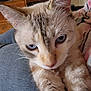 Emma is registered to the contest to win money with this photo: cat, blue_eyes, close_up, fur, indoor, lap, resting, person, furniture, television, wood, cozy, pet, whiskers, ears, cute, animal, domestic, soft, relaxed