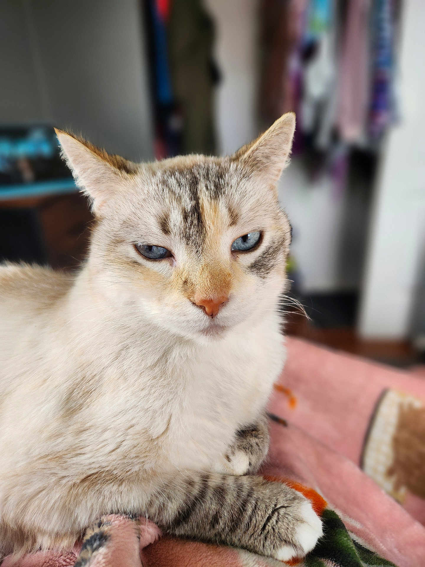 Emma is registered to the contest to win money with this photo: cat, blue_eyes, fur, whiskers, indoor, blanket, soft_texture, relaxed, pet, animal, closeup, mammal, tabby, paws, sleepy, cute, domestic_cat, feline, portrait, resting