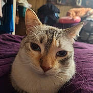 Emma is registered to the contest to win money with this photo: cat, close_up, indoor, purple_blanket, fur, whiskers, pet, relaxed, cute, animal, tabby, eyes, soft_light, furniture, cozy, resting, domestic, blurred_background, household, companion