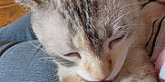 Emma is registered to the contest to win money with this photo: cat, sleeping, close_up, pet, fur, whiskers, lap, relaxation, indoor, cozy, domestic_animal, cute, resting, animal, mammal, soft, calm, companion, feline, peaceful