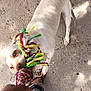 Itty Bitty is registered to the contest to win money with this photo: active, animal, casual_clothing, closeup, colorful_toy, concrete, daylight, dog, footwear, fun, human_hand, interaction, outdoor, paw, pet, playing, rope_toy, shadow, tug_of_war, white_dog