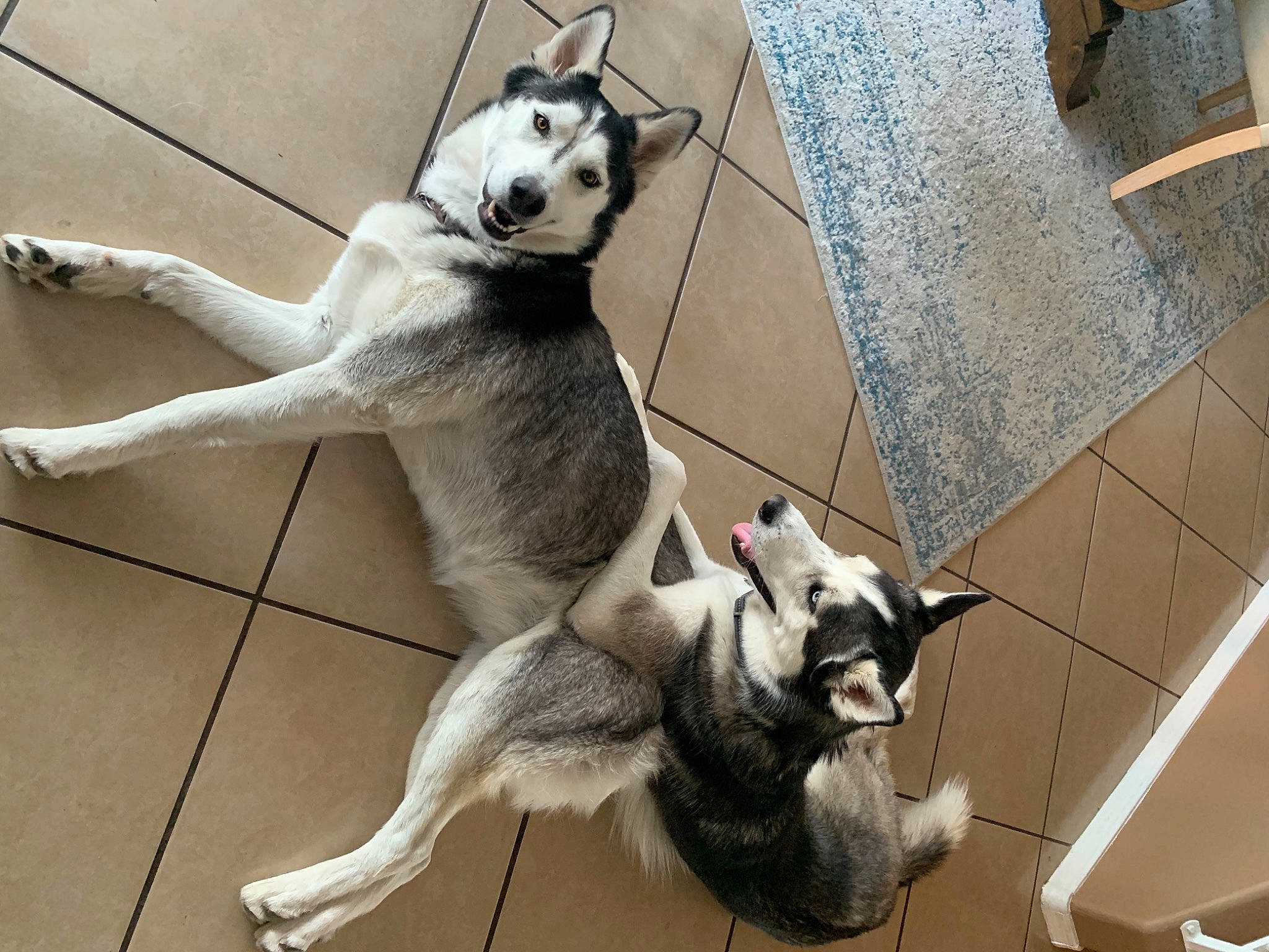 Strider is registered to the contest to win money with this photo: canidae, carnivore, collar, companion_dog, dog, dog_breed, dog_collar, dog_supply, fawn, fur, mammal, paw, pet_supply, snout, sporting_group, tail, terrestrial_animal, vertebrate, white, working_animal