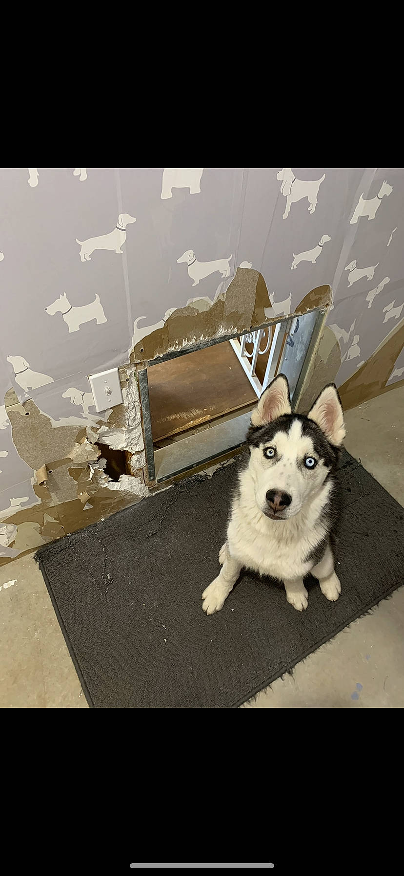 Strider is registered to the contest to win money with this photo: art, canidae, carnivore, companion_dog, dog, dog_breed, dog_supply, fashion_accessory, fawn, flash_photography, flooring, font, grey, happy, rectangle, sled_dog, snout, sporting_group, tail, working_animal