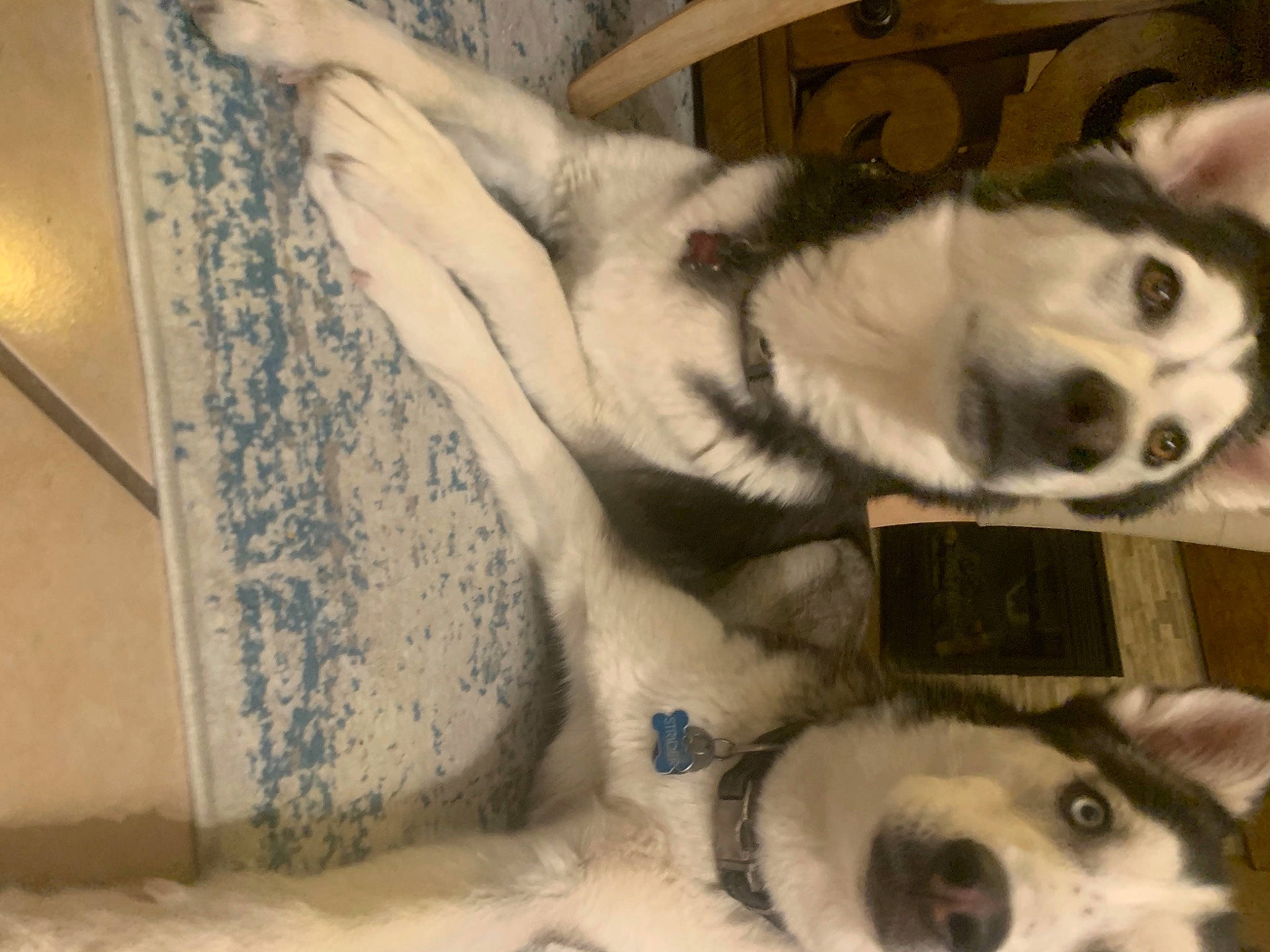 Strider joined the competition — help win amazing prizes! bone, canidae, carnivore, comfort, companion_dog, dog, dog_breed, fawn, felidae, foot, fur, jaw, non_sporting_group, paw, snout, sporting_group, tail, terrestrial_animal, whiskers, working_animal