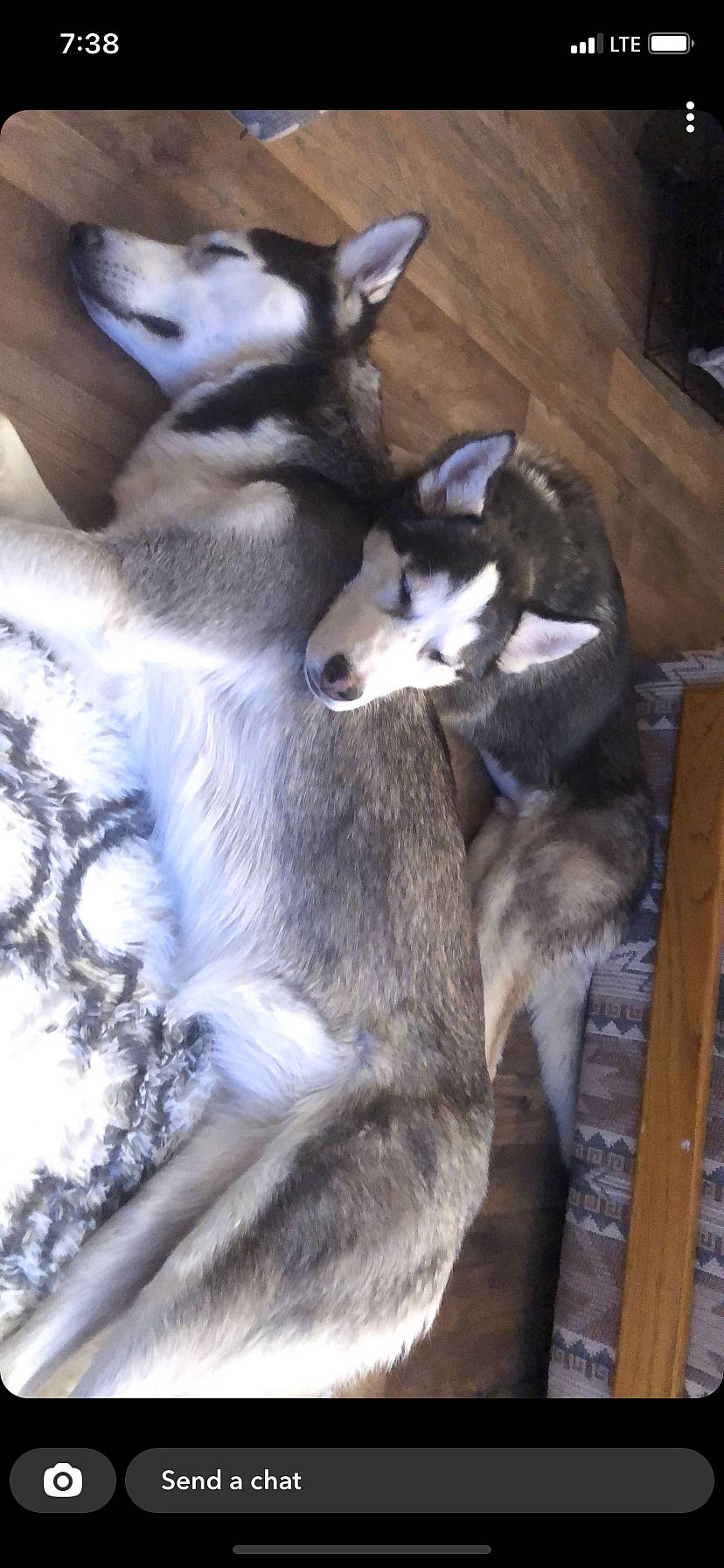 Strider is registered to the contest to win money with this photo: canis, carnivore, comfort, companion_dog, dog, dog_breed, fur, grey, mammal, non_sporting_group, siberian_husky, sled_dog, sporting_group, tail, terrestrial_animal, working_animal, working_dog