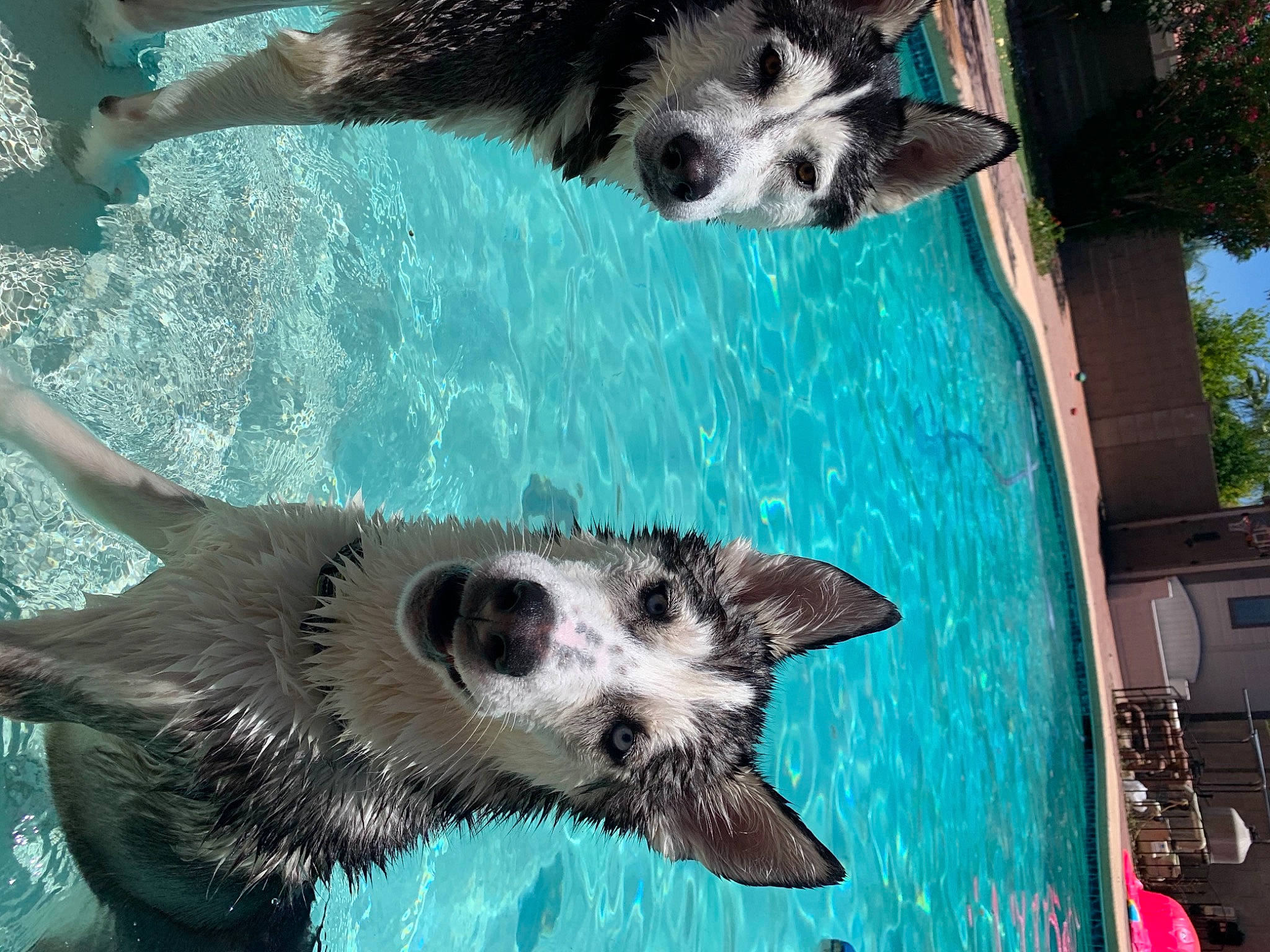 Malibu is registered to the contest to win money with this photo: art, blue, canidae, carnivore, companion_dog, dog, dog_breed, fang, fawn, fur, green, leisure, snapshot, snout, sporting_group, terrestrial_animal, tree, vertebrate, water, whiskers