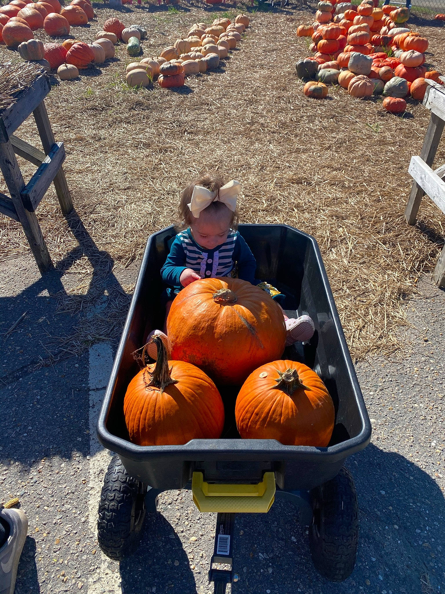 Emory is registered to the contest to win money with this photo: bench, calabaza, cucurbita, food, fruit, gourd, local_food, marketplace, natural_foods, orange, person, photograph, plant, produce, pumpkin, soil, squash, staple_food, vegetable, whole_food